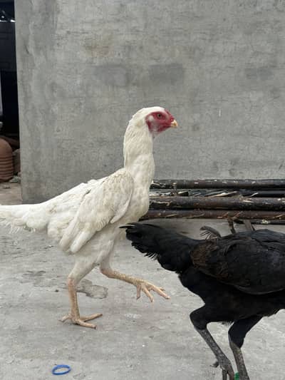 White Oh shamo Breeder Female