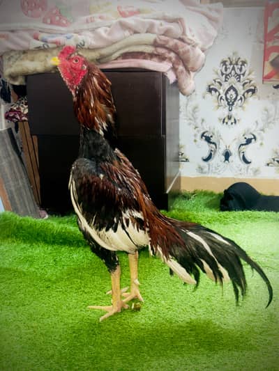 Aseel Murga Mianwali