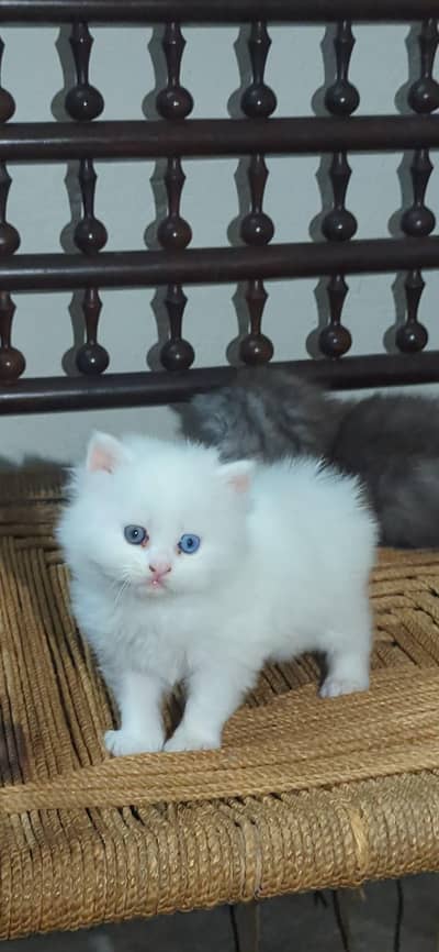 persian pair long cot