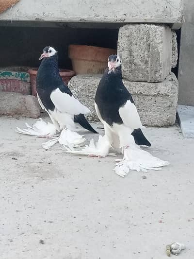 Black and Red Revers Megpie Chicks For sale