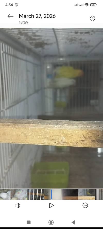 10 pairs complete breeding setup for sale .