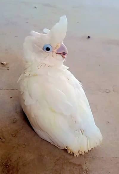 Goffin Cockatoo baby /03152248124