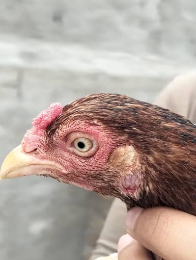 ASEEL MURGA AND MURGI PAIR