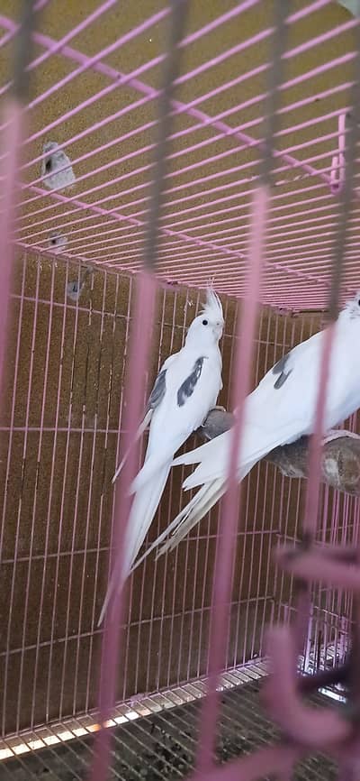 V PIED MALE FELLOW SPLIT ONE SPOTTED FEMALE FELLOW SPLIT BREEDER PAIR