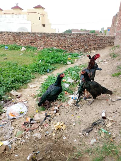 aseel pure Pakistani murga kala lakha or sath ma 3 Madi aik Thai cross