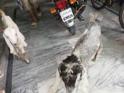 goat kids for sale