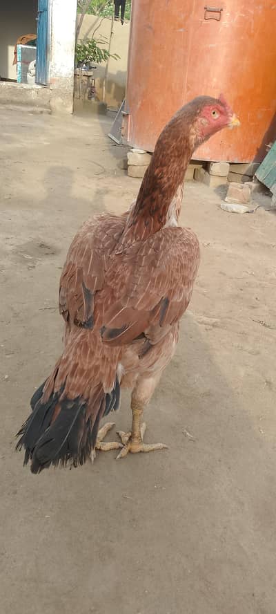 Read hen Aseel sanide