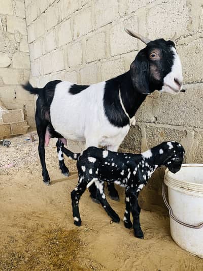 bakri or 1 bacha 15din ka