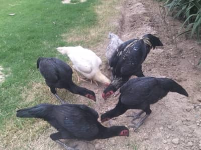 0.3. 0.7. 4.4. 8.7. 1.3. 7