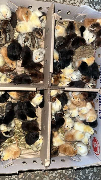 Golden misri | hen | گولڈن مصری | misri pathy pathiyan| desi murgi