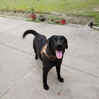 Labrador Male dog