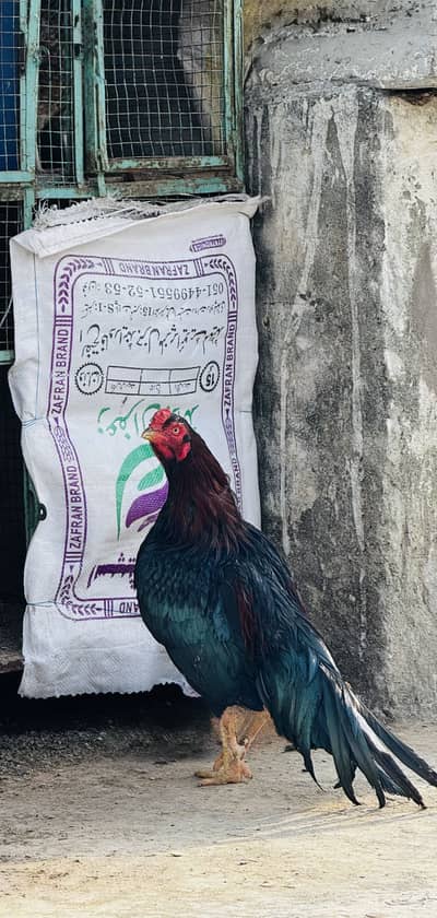 High quality aseel mianwali breed