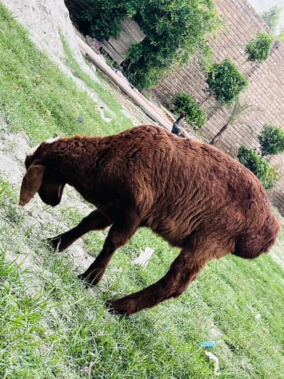 Male sheep special breed BALHE