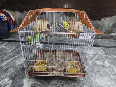 Australians  parrots