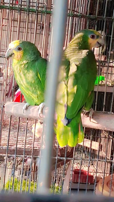 Amazon Orange Wing Breeder Pair