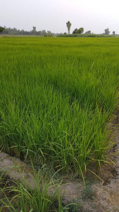 agricultural land 9 kilay