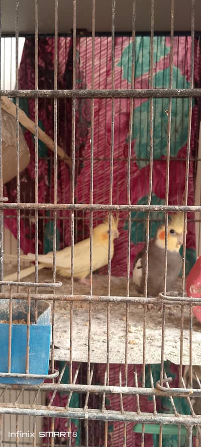 cocktail, grey java, and cage argent sale