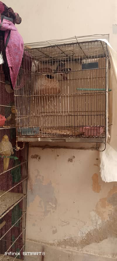 cocktail, grey java, and cage argent sale