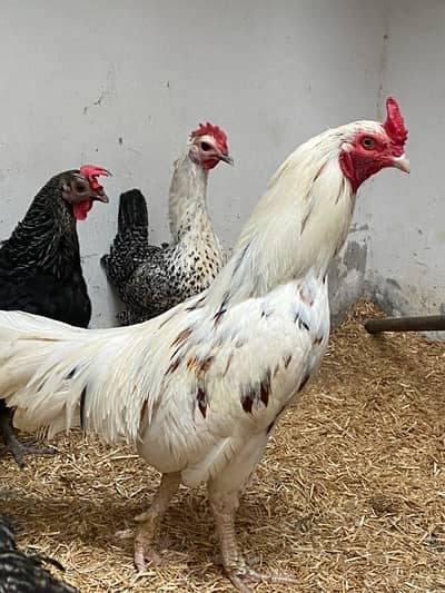 Aseel Minawali reeza