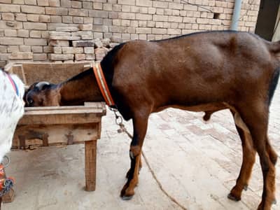 سپریم ٹاپ کوالٹی پیور ناگرہ بیتل بکرا (لال بادشاہ)ا