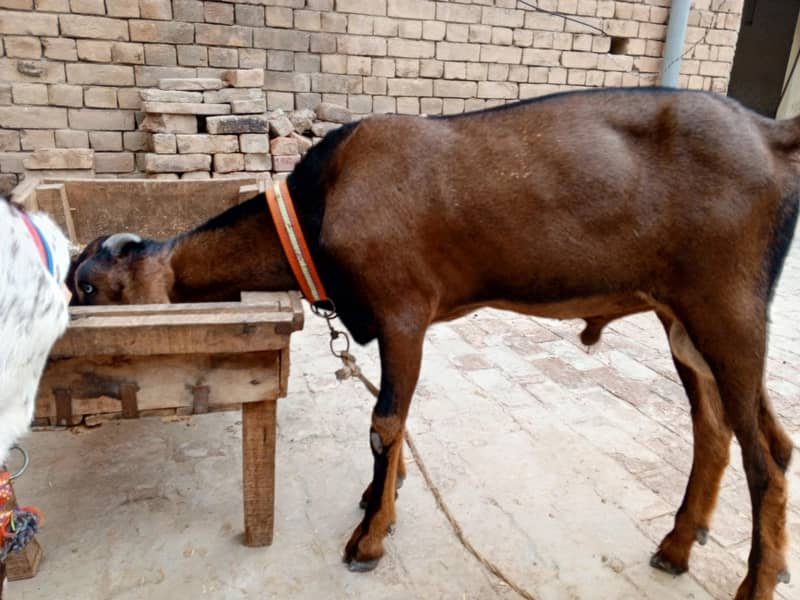 سپریم ٹاپ کوالٹی پیور ناگرہ بیتل بکرا (لال بادشاہ)ا 0