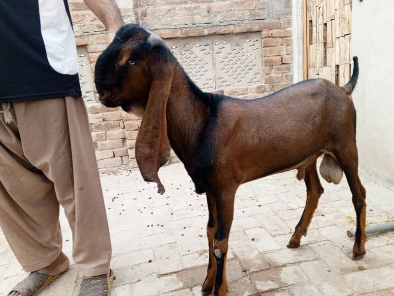 سپریم ٹاپ کوالٹی پیور ناگرہ بیتل بکرا (لال بادشاہ)ا 1