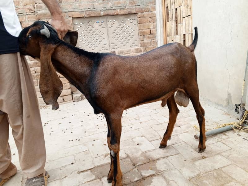 سپریم ٹاپ کوالٹی پیور ناگرہ بیتل بکرا (لال بادشاہ)ا 2