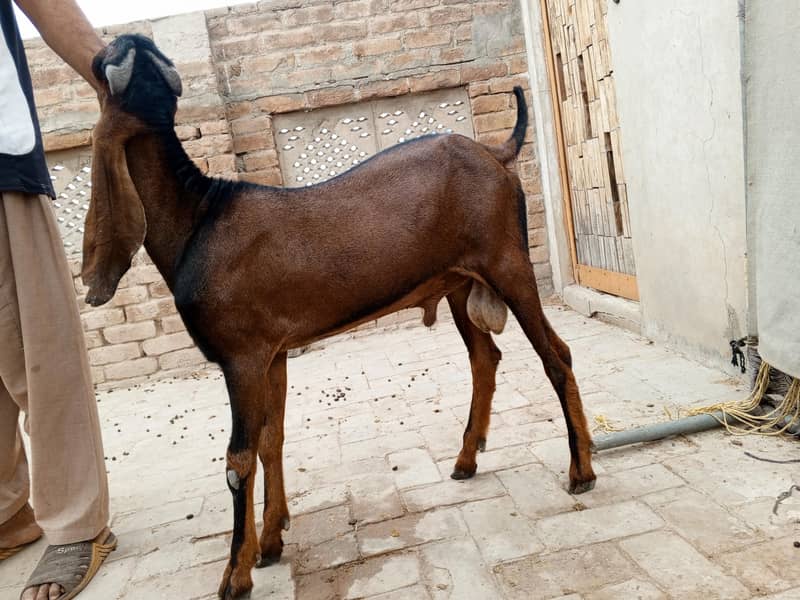 سپریم ٹاپ کوالٹی پیور ناگرہ بیتل بکرا (لال بادشاہ)ا 3