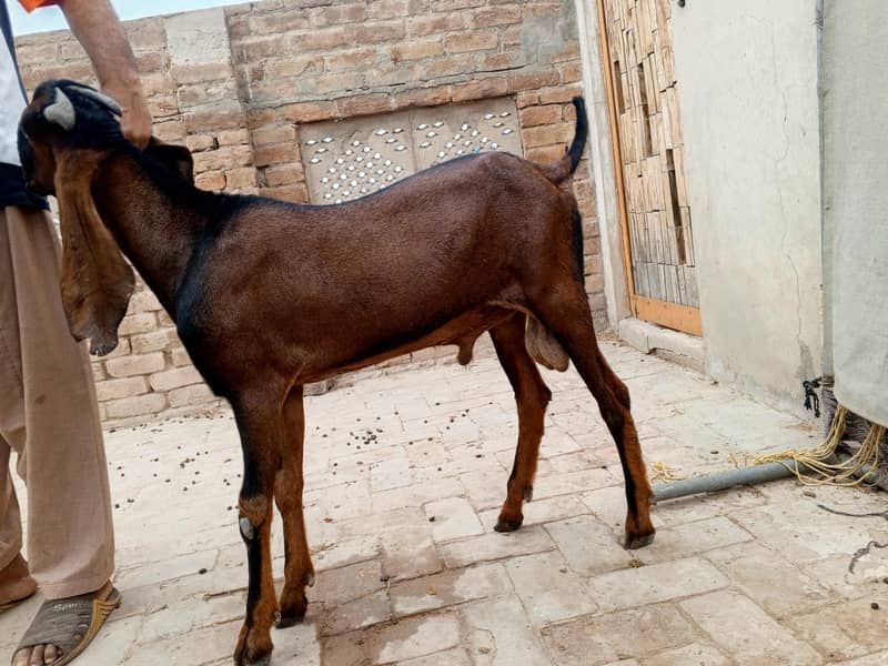 سپریم ٹاپ کوالٹی پیور ناگرہ بیتل بکرا (لال بادشاہ)ا 4