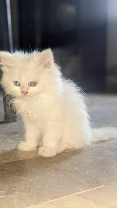 Persian High Quality Triple Coated Kittens for Sale