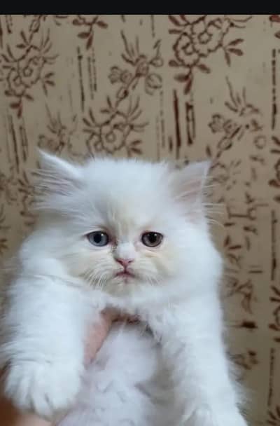 Persian female kitten for sale delivery available all Pakistan