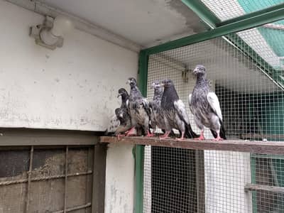 Teddy joro ka bachy for sale