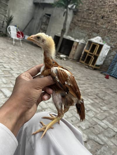 Aseel chicks