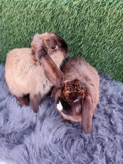 holland lop adalt pair