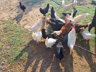 White Layer, Leghorn Egg laying hens for sale