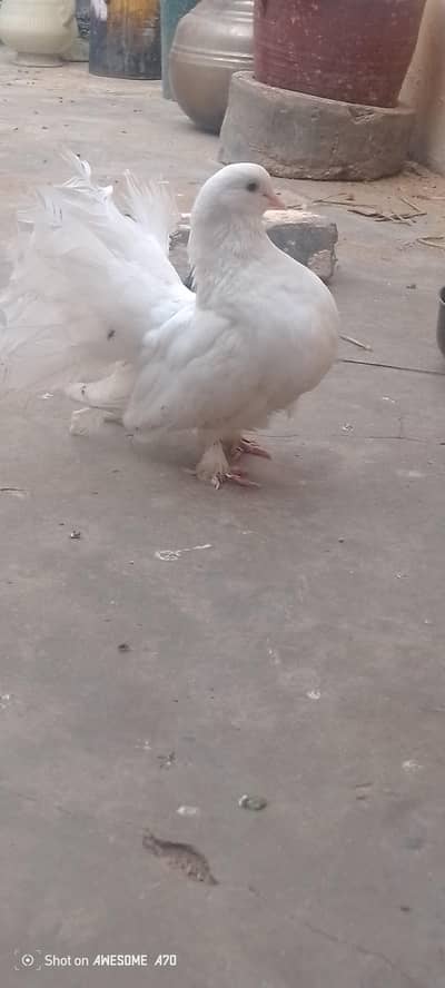 a most beautiful breeding pigeon female