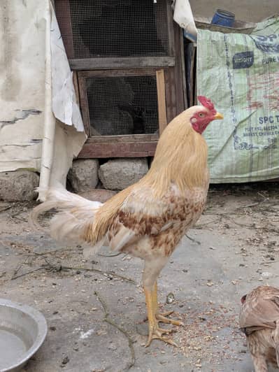 Aseel murga 03484619159