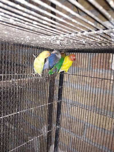 parrot love bird  male female male