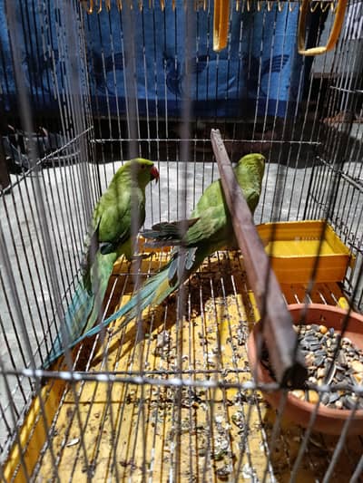 green parrots / parrots/kashmiri parrots