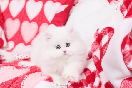 Persian female kitten for sale delivery available all Pakistan