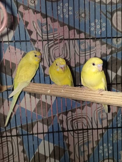 Lovebirds chicks/budgies chicks/ Australian / possible ino / albino