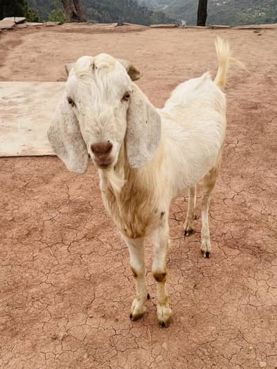 Beetal Bakra (1 yr age)