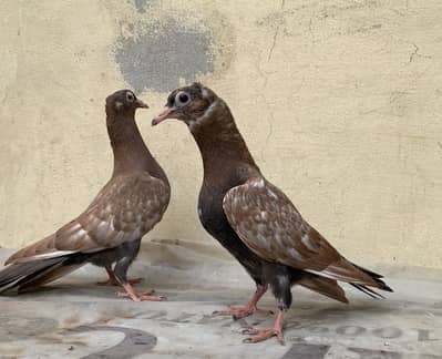 Soon cheera chiks pair same clutch for sale 03144056567