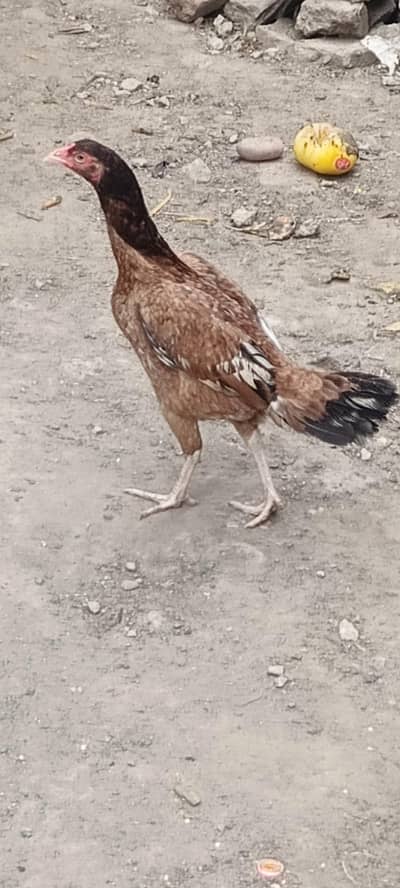 asel murge ghar ke phli ha andy dy rhe ha har tarhan ok ha