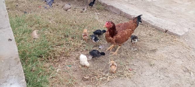 4=female with chicks  for sel +10+10+10+10 total 40 chicks 1 pear