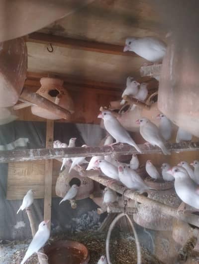 Java | Fawn Silver White