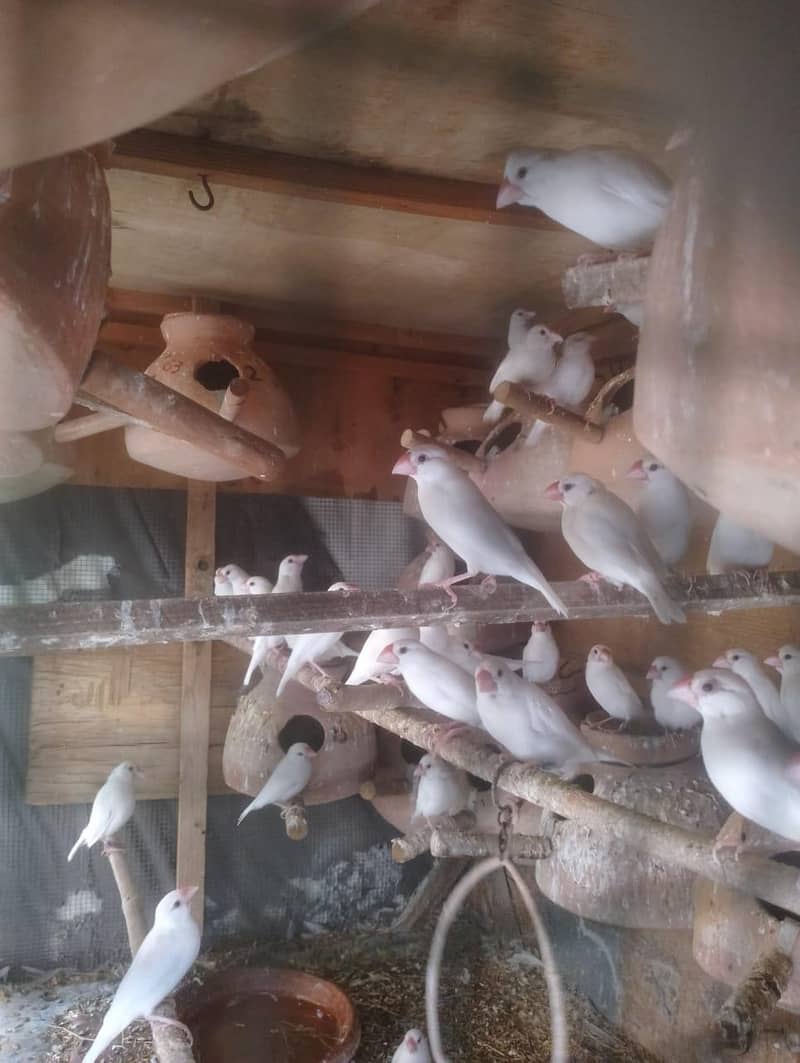 Java | Fawn Silver White 0