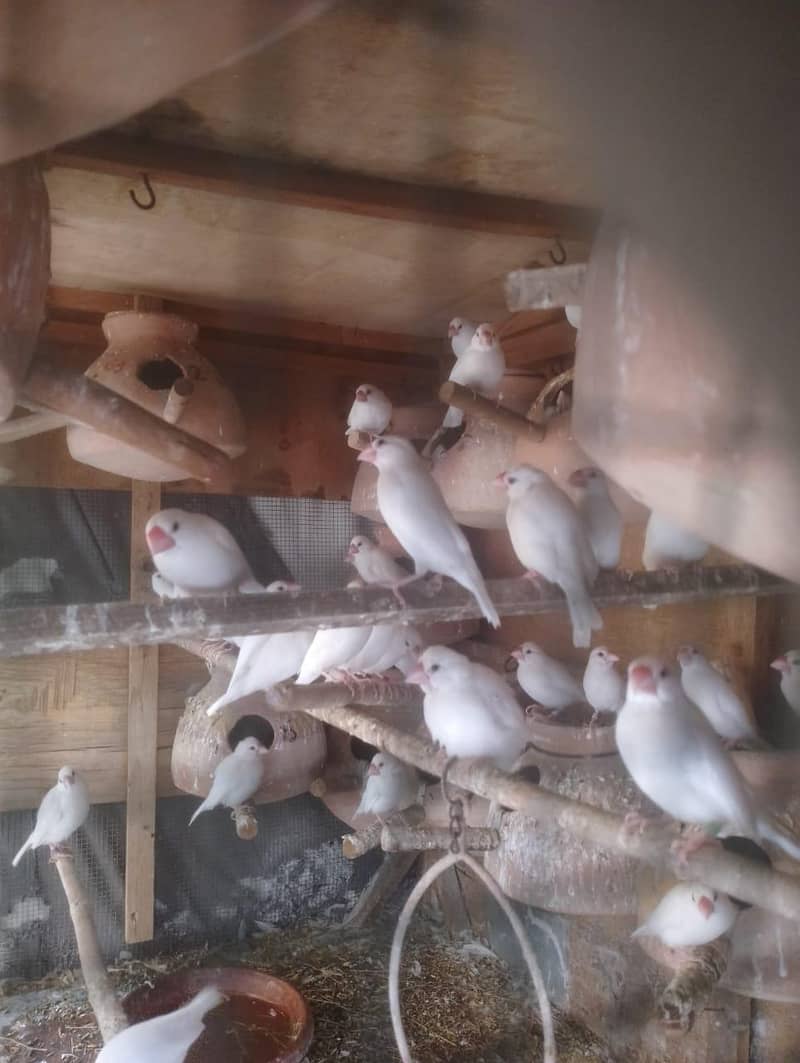 Java | Fawn Silver White 1