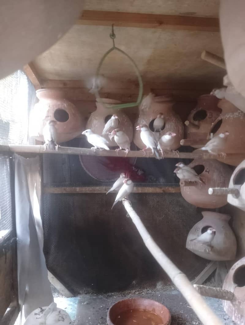 Java | Fawn Silver White 2