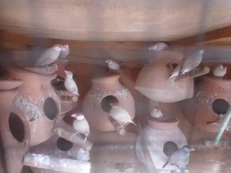 Java | Fawn Silver White 3